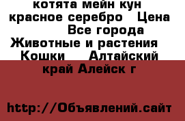 котята мейн кун, красное серебро › Цена ­ 30 - Все города Животные и растения » Кошки   . Алтайский край,Алейск г.